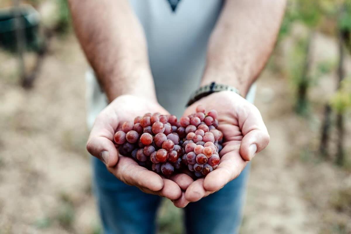 Winery Hotel - 5 House Winery - Perfect Chill2