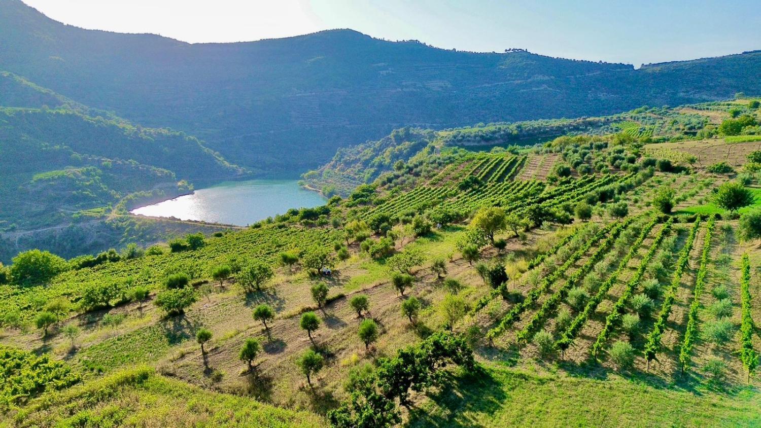 Winery Hotel - Alpeta Agrotourism & Winery1