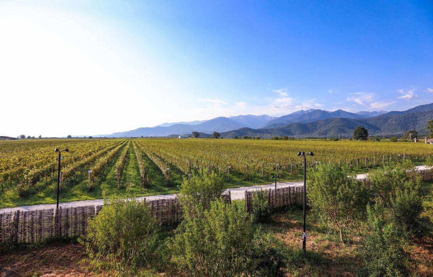 Winery Hotel - Anapea Village4