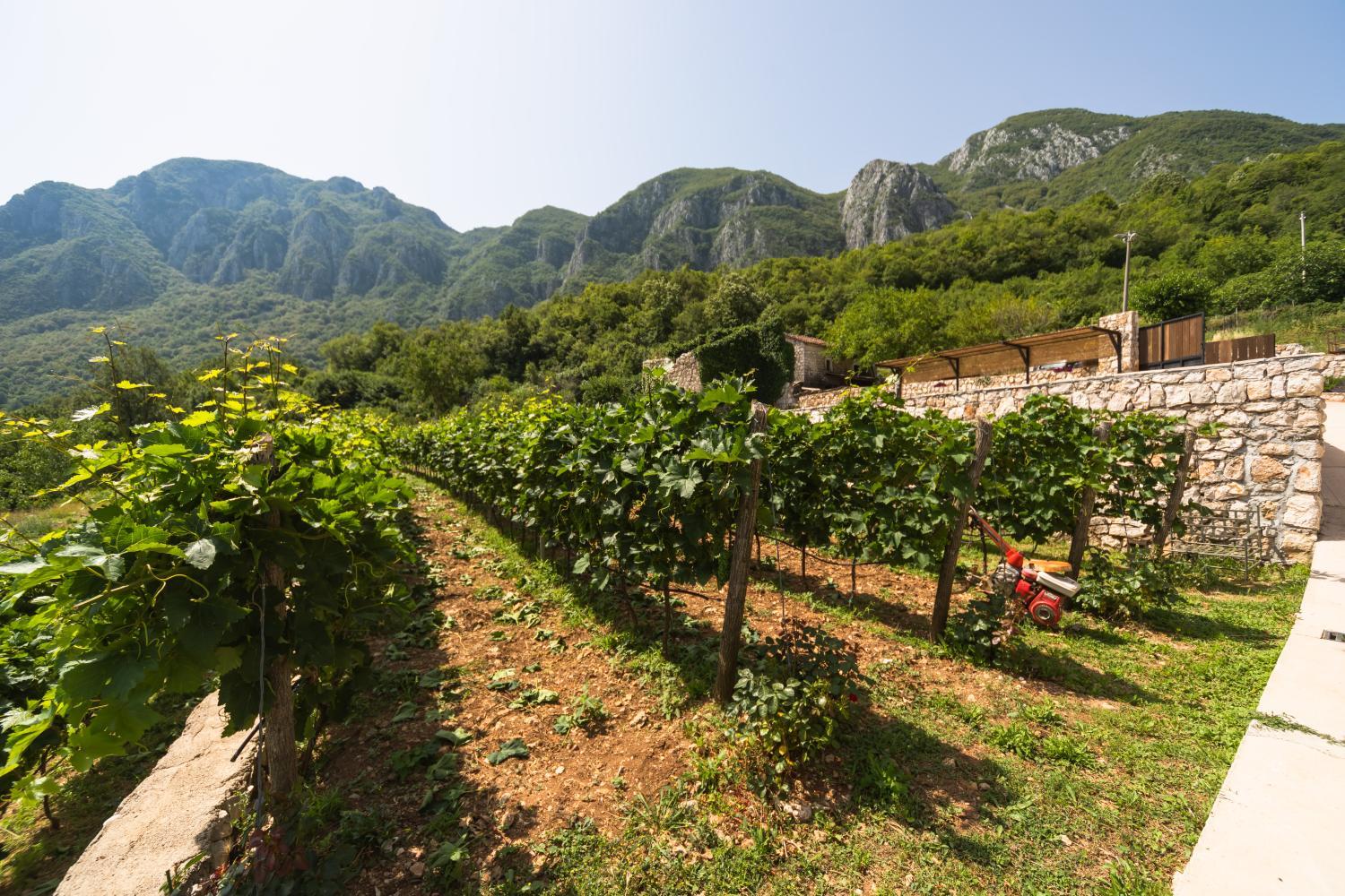 Winery Hotel - Apartments and Winery Djukovic2