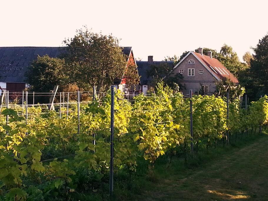 Hotel with winery - Aplagårdens vingård