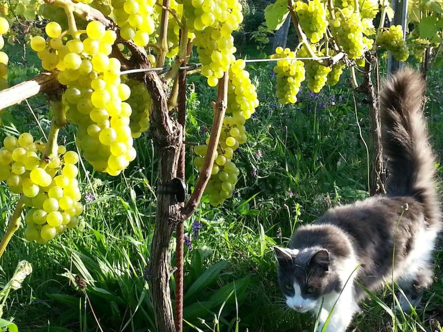 Winery Hotel - Aplagårdens vingård3