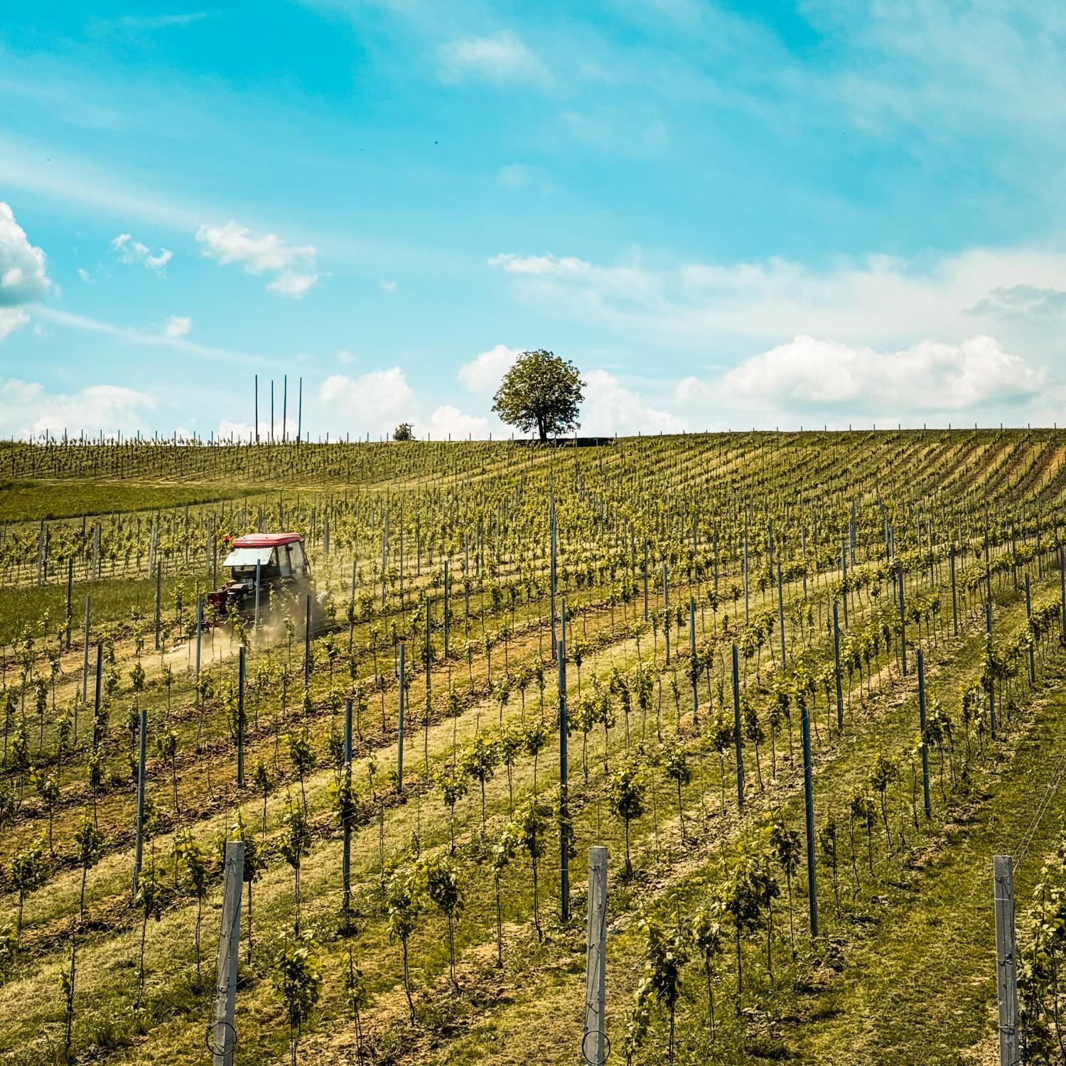 Bed&Breakfast Vinarija Coner photo 4