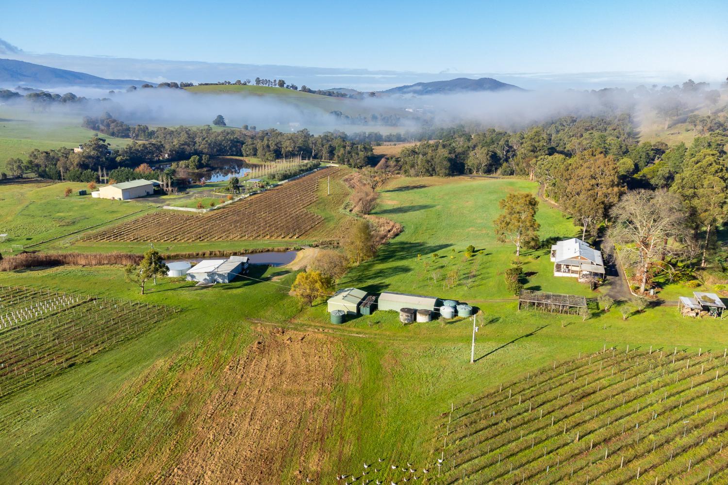 Belaradah on Stefani Estate Winery photo 1