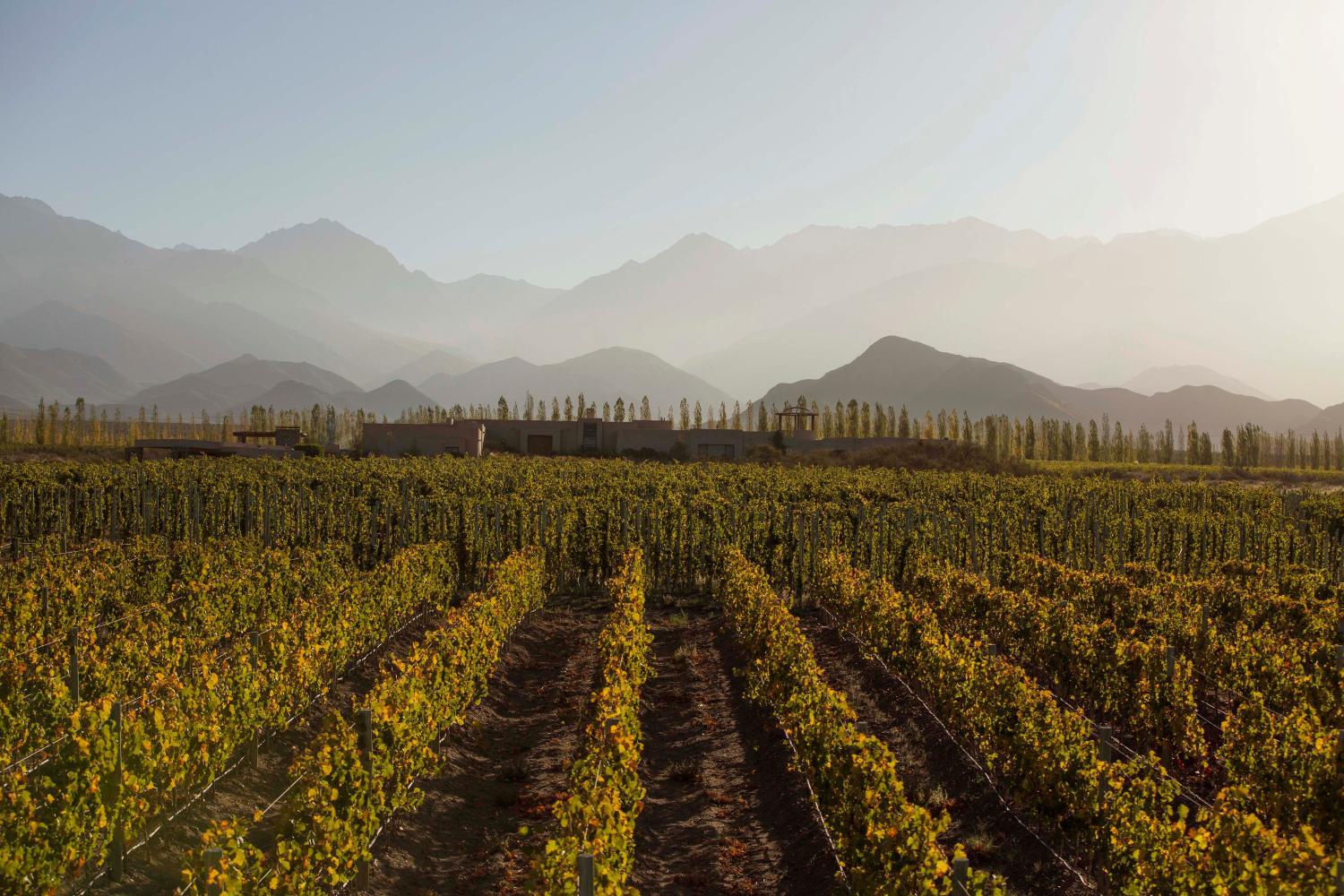 Hotel with winery - Bodega Alpasión Lodge y Glamping