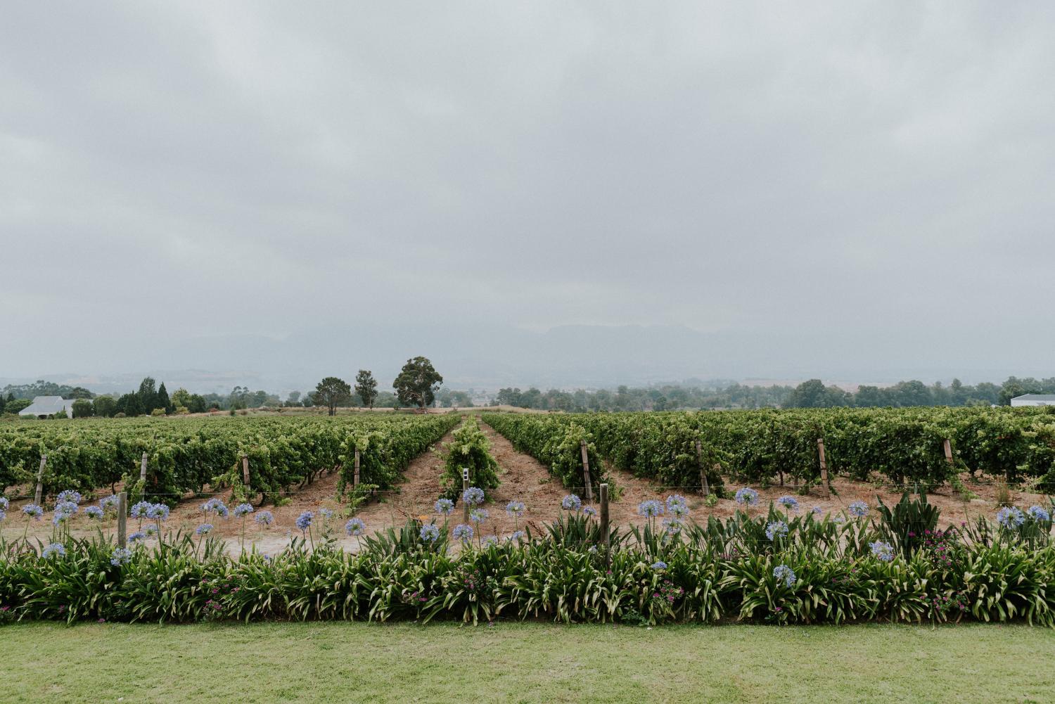 Cana Vineyard Guesthouse photo 4