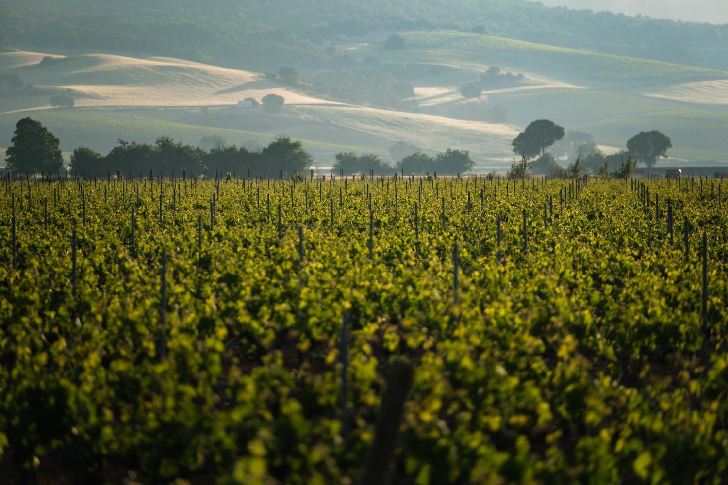 Winery Hotel - Castilla Termal Monasterio de Valbuena4