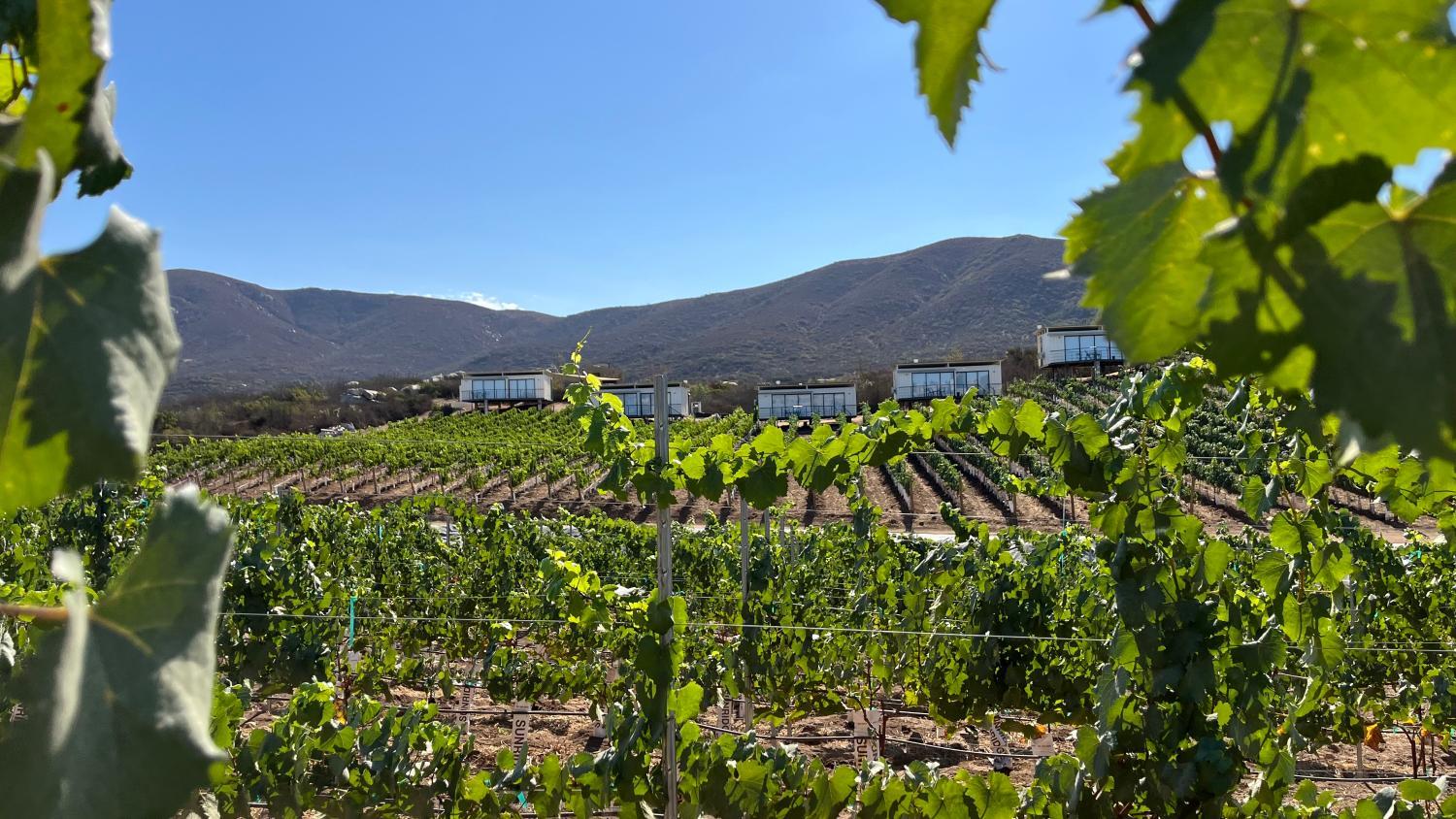 Hotel with winery - Castillo Toscana Hotel Boutique
