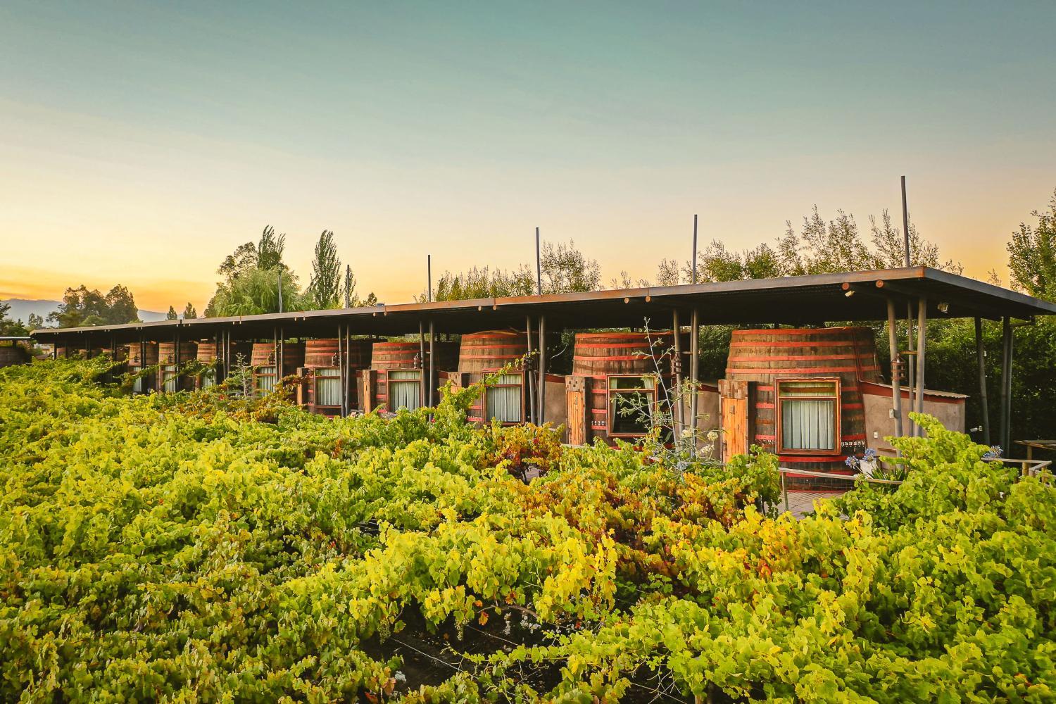 Hotel with winery - Cava Colchagua Hotel Boutique