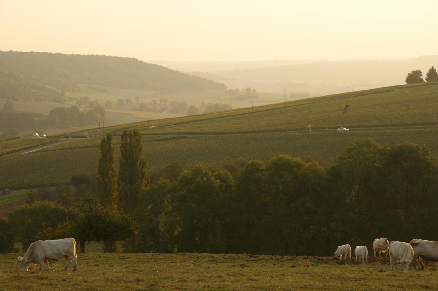 Chambres D'hotes & Champagne Douard photo 3