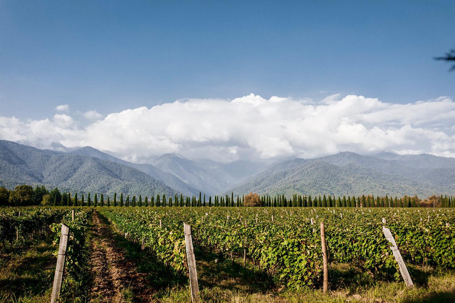 Winery Hotel - Chateau Artwine4