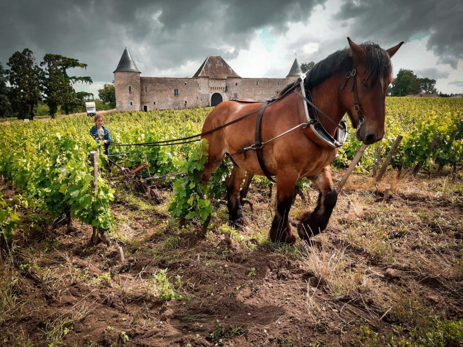 Chateau Eck photo 2