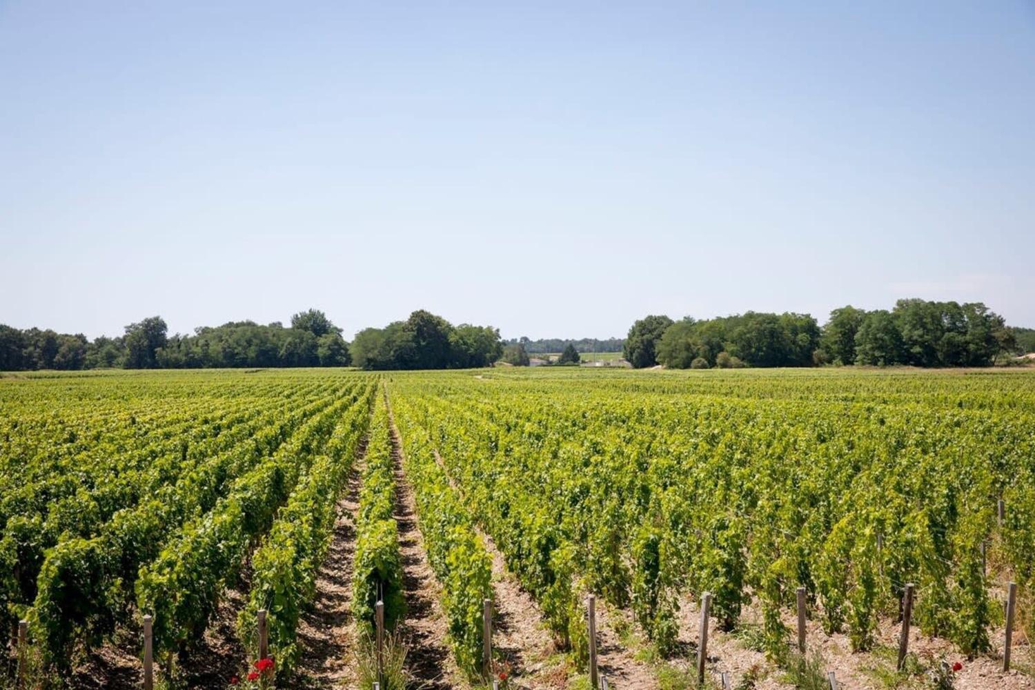 Château Malescasse photo 2