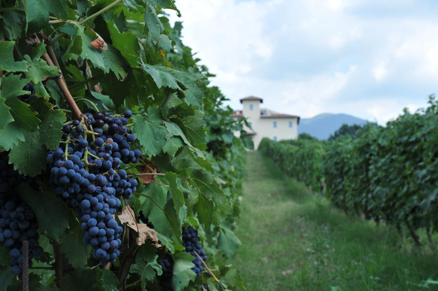 Cincinnato Wine Resort photo 2
