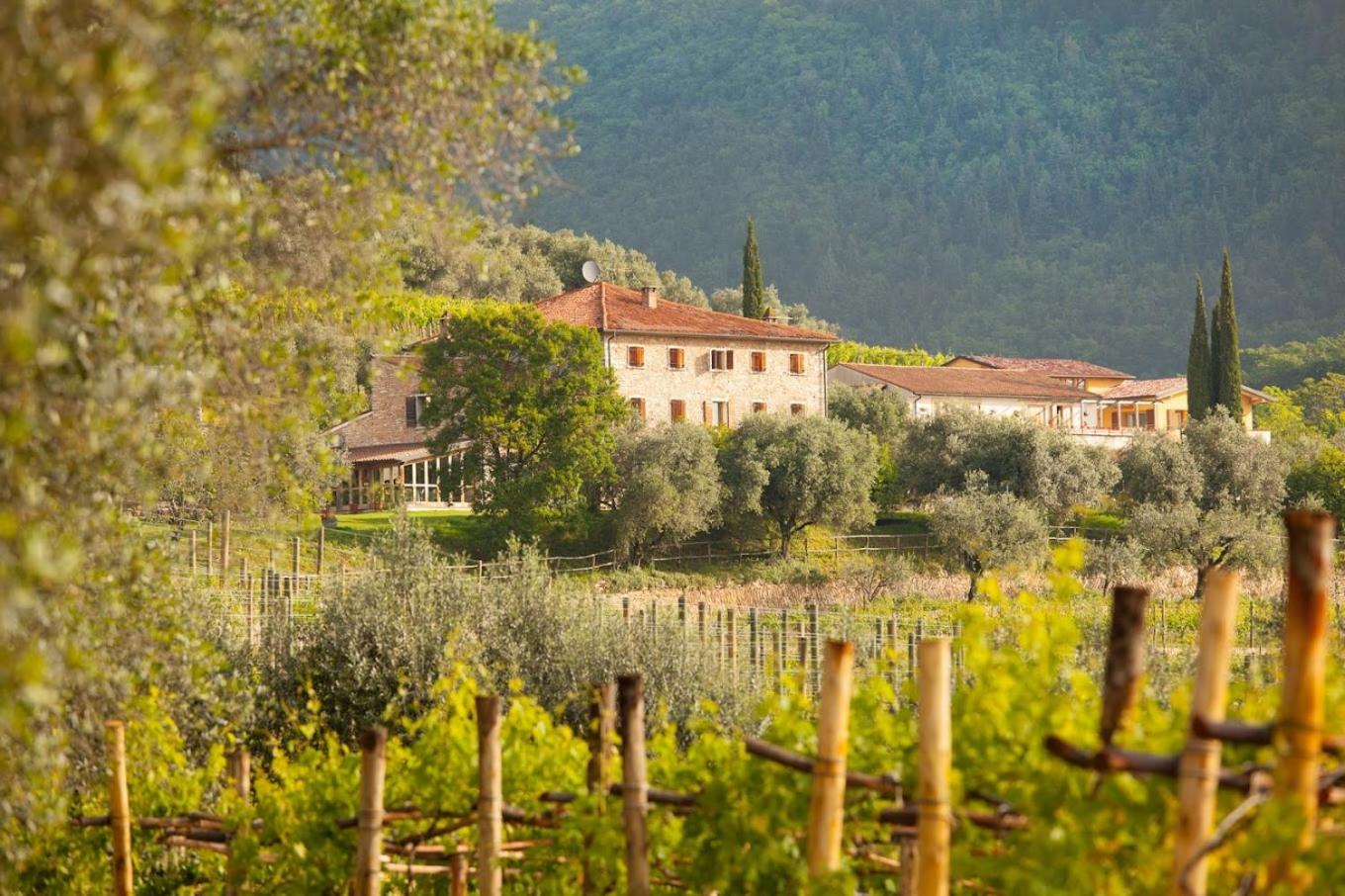 Hotel with winery - Costa degli Ulivi