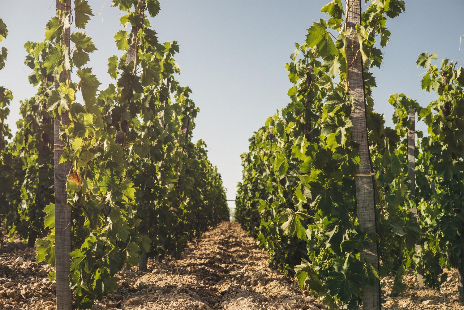 Winery Hotel - Country House Villadorata3