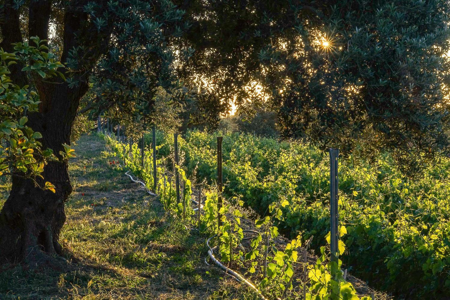 Winery Hotel - Cycladic Winery Suite4