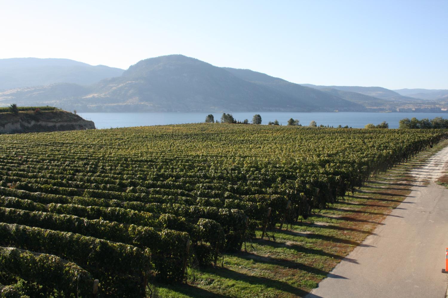 D'Angelo Winery Farm House photo 3