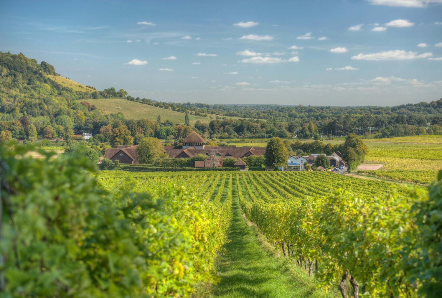 Hotel with winery - Denbies Vineyard Hotel