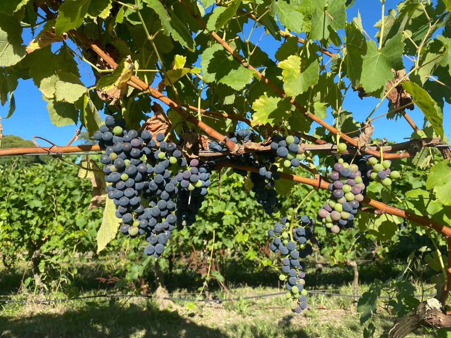 Winery Hotel - De'Vine Escape2