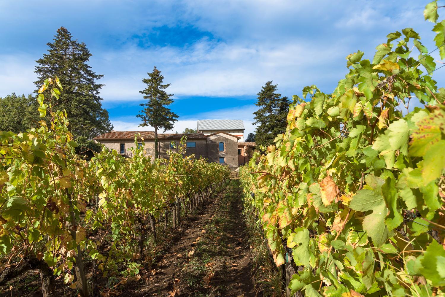 Winery Hotel - Dimora Cottanera4