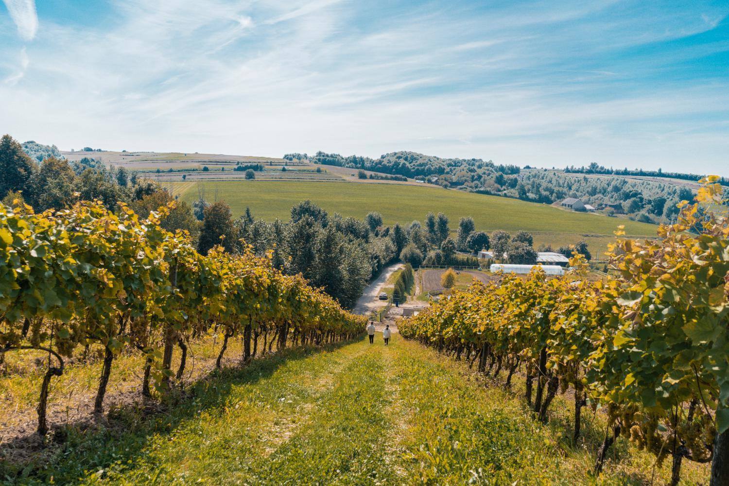 Hotel with winery - Dwór Sanna