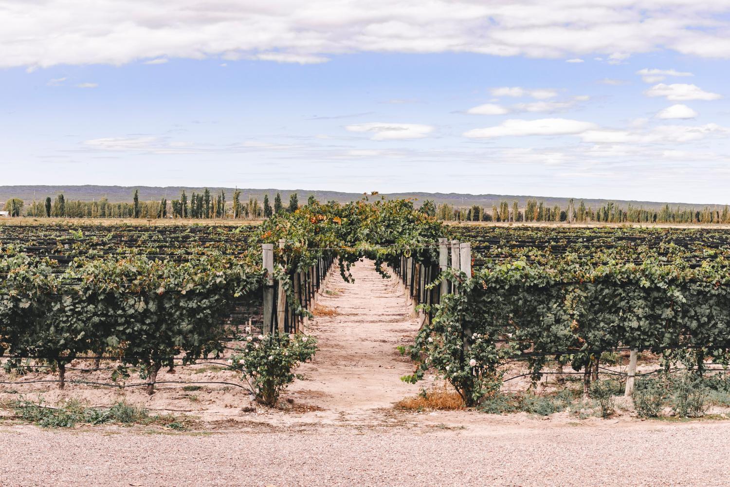 Hotel with winery - Enlace Wine House