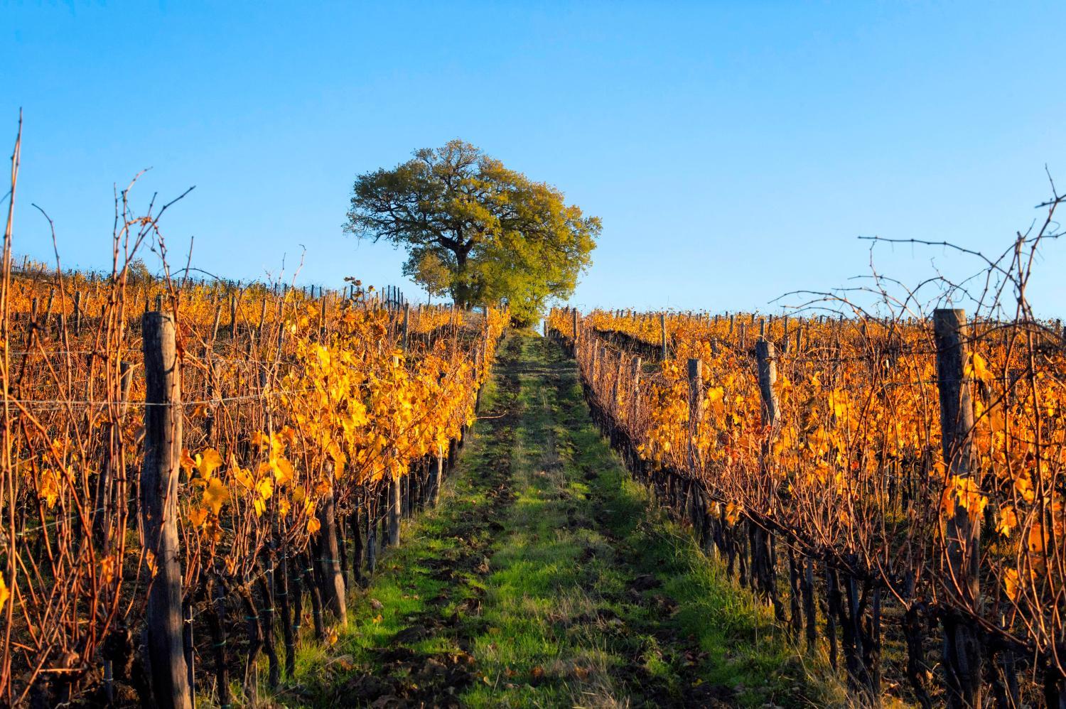 Winery Hotel - Fattoria di Cinciano3