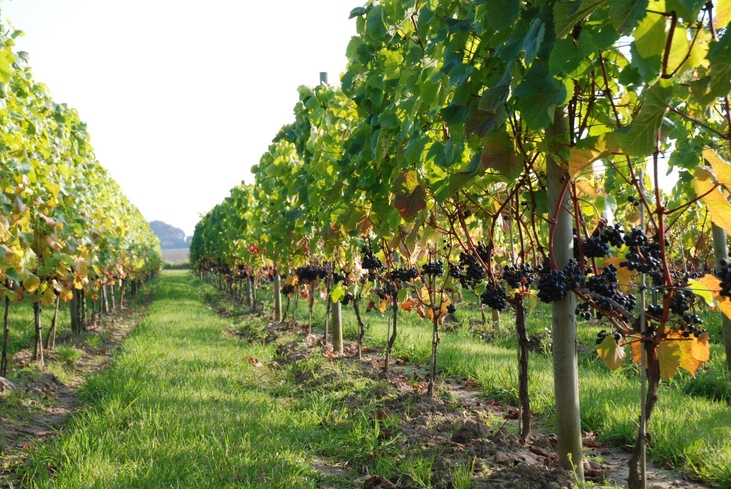 Winery Hotel - Flädie Mat & Vingård4