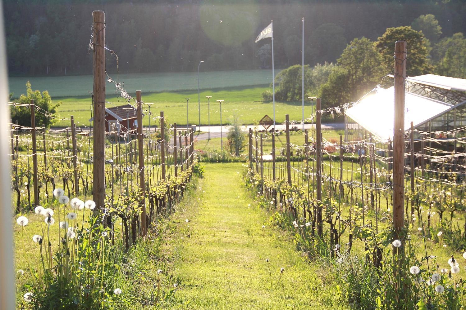 Winery Hotel - Gisebo Vingård1