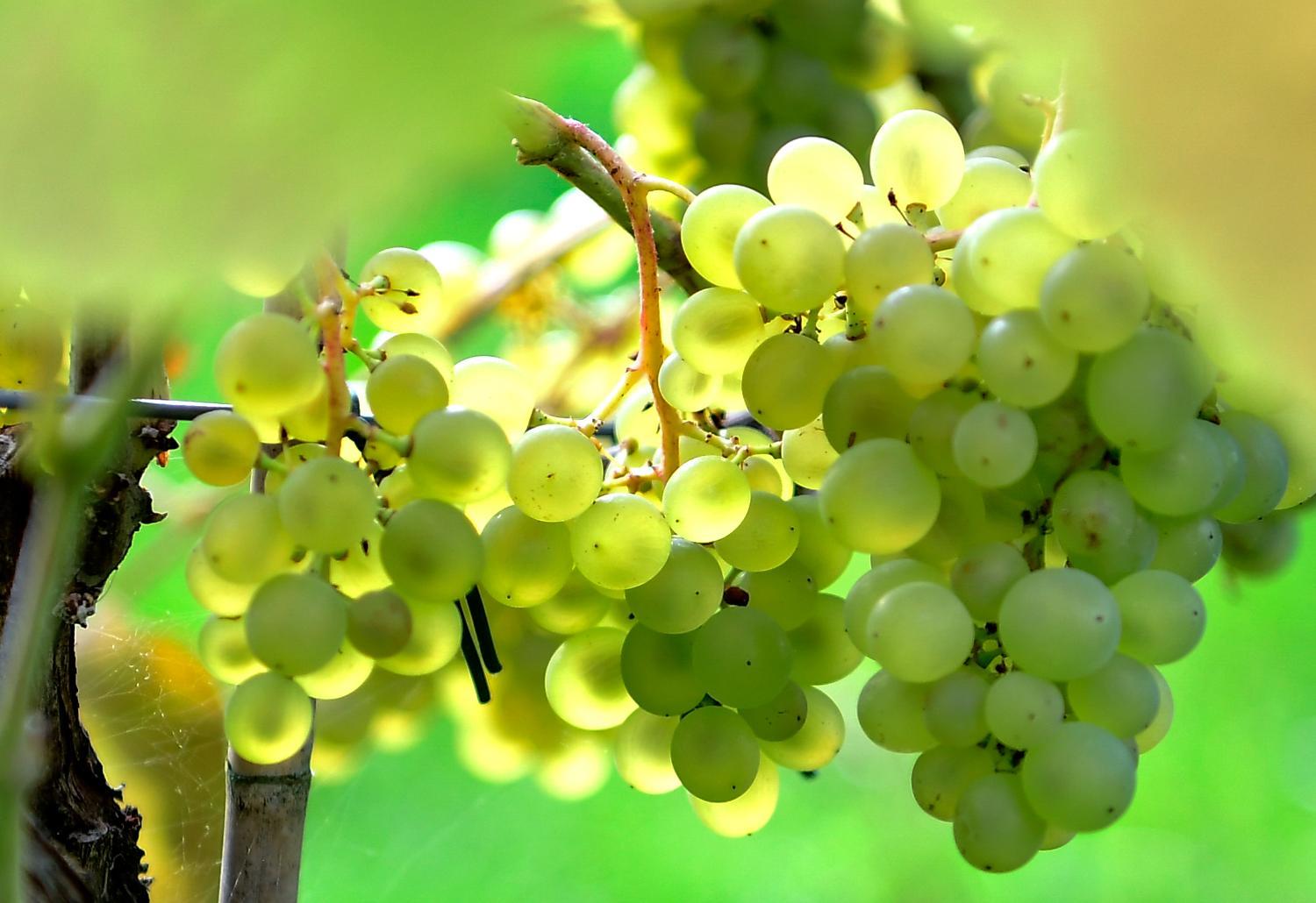 Winery Hotel - Gisebo Vingård3