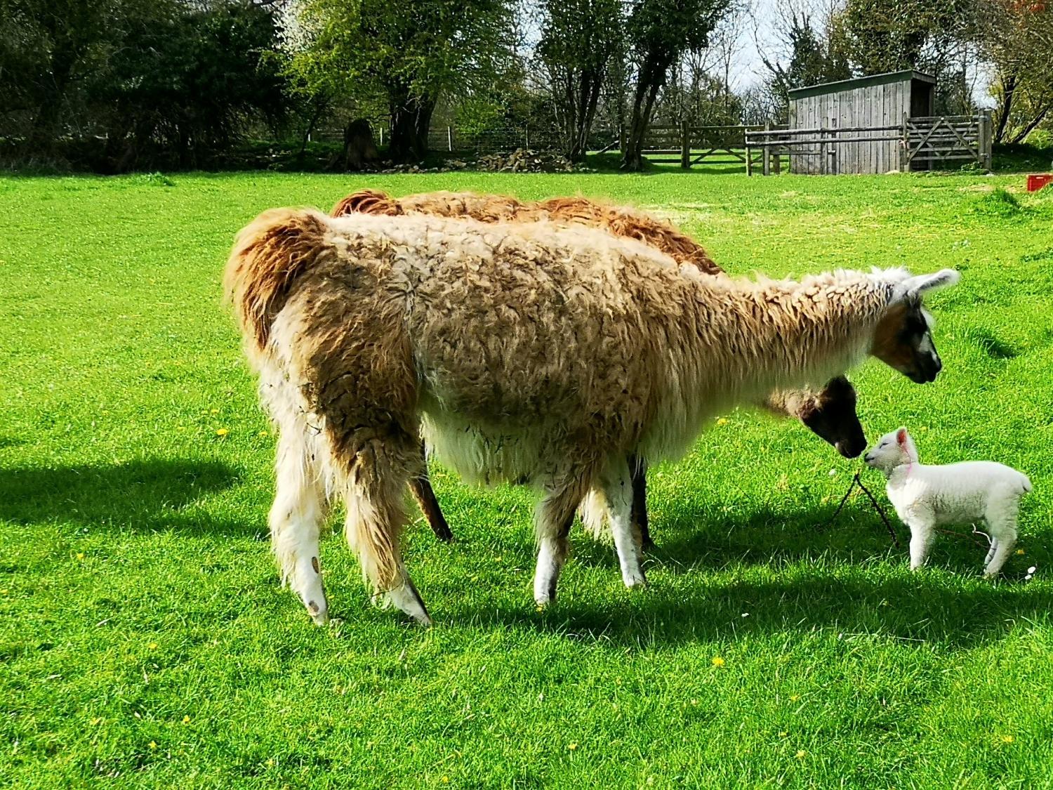 Winery Hotel - Glyndwr Vineyard3