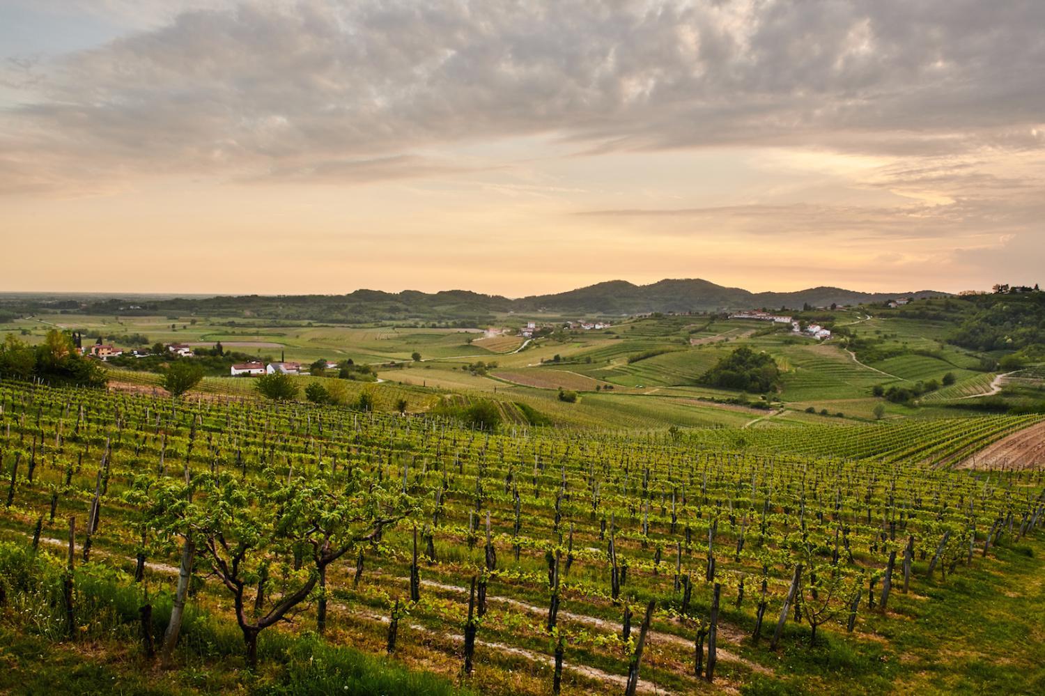 Winery Hotel - Gredič Heritage Residences2