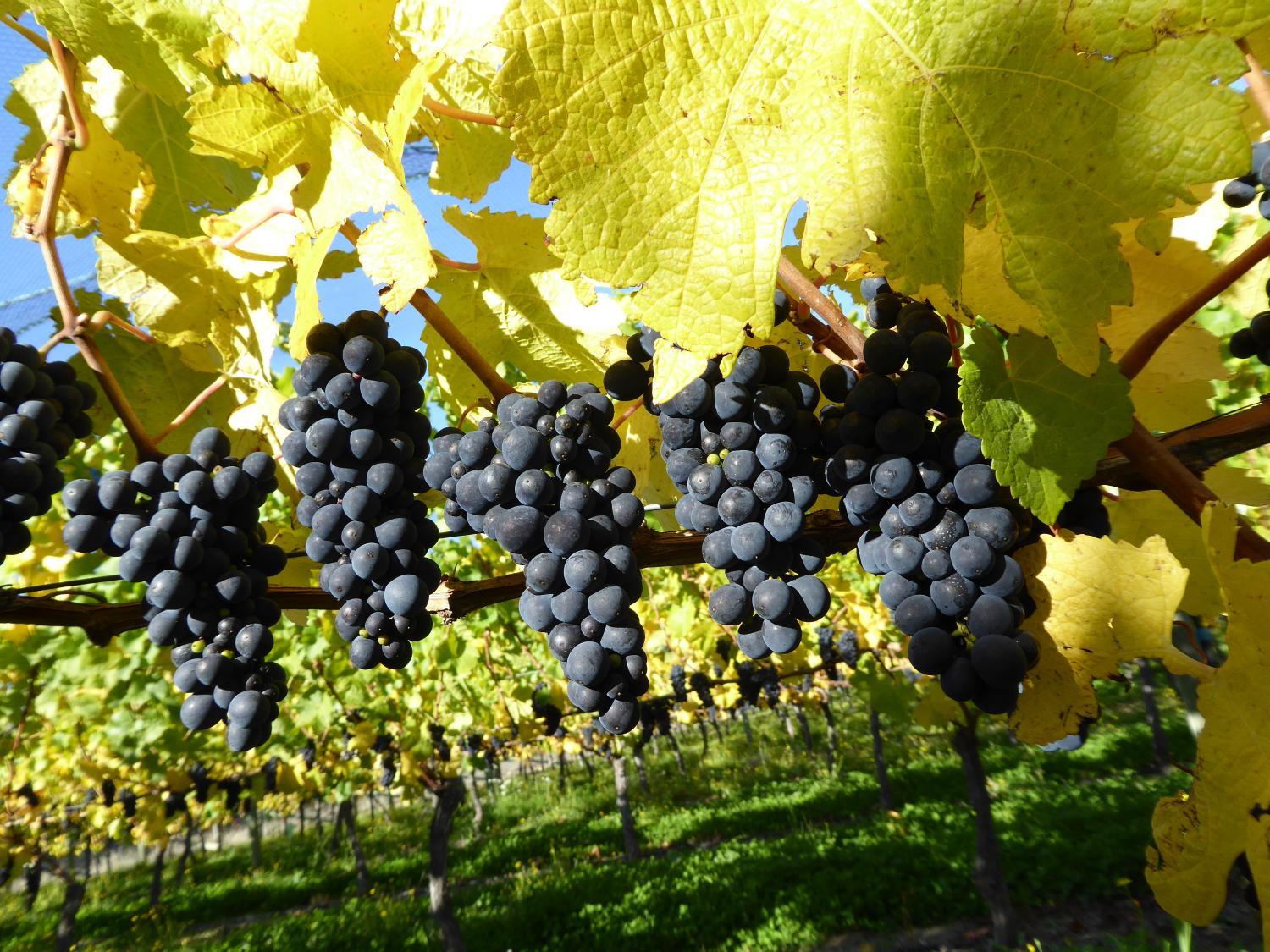 Winery Hotel - Grey Ridge Vineyard Experience2