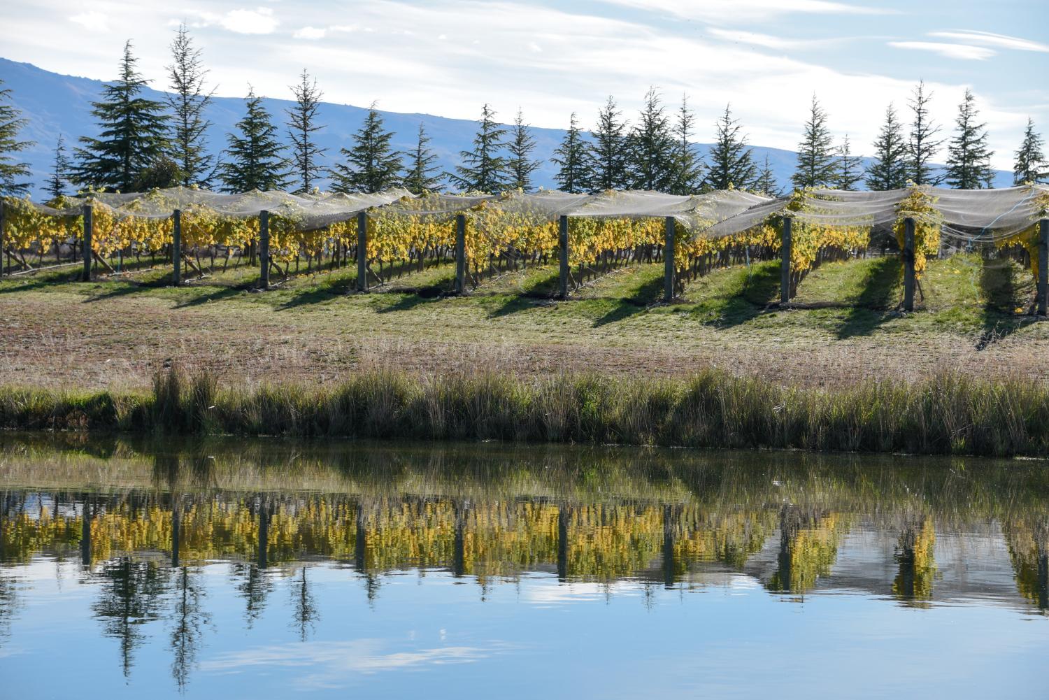 Winery Hotel - Grey Ridge Vineyard Experience3