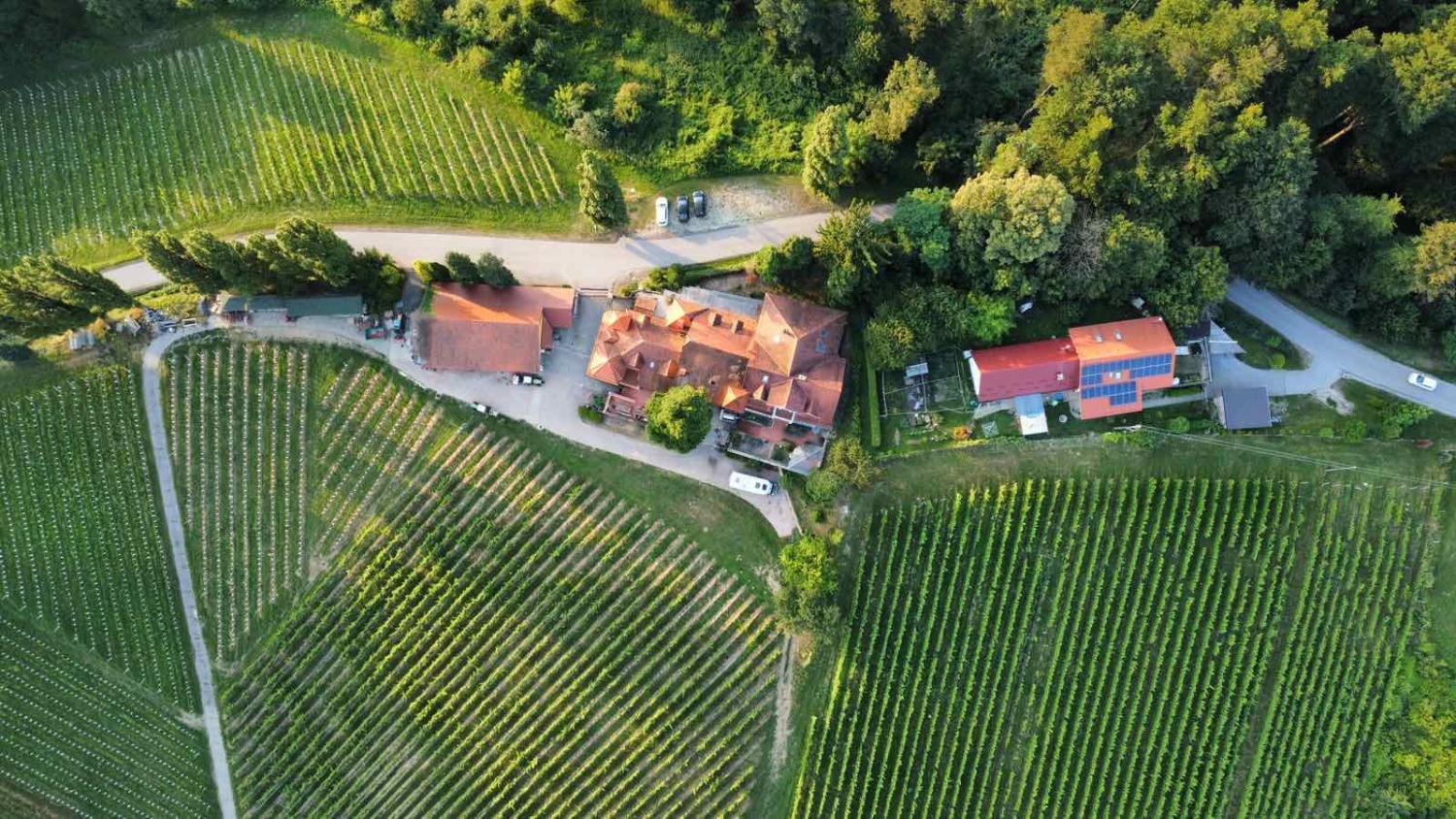 Herga Wine Estate photo 2