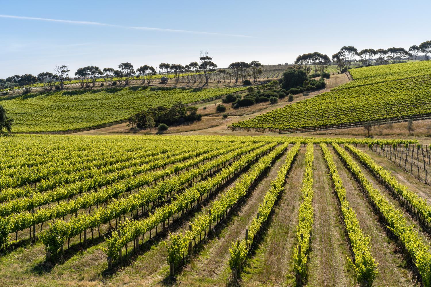 Winery Hotel - Hotel California Road at Inkwell Wines3