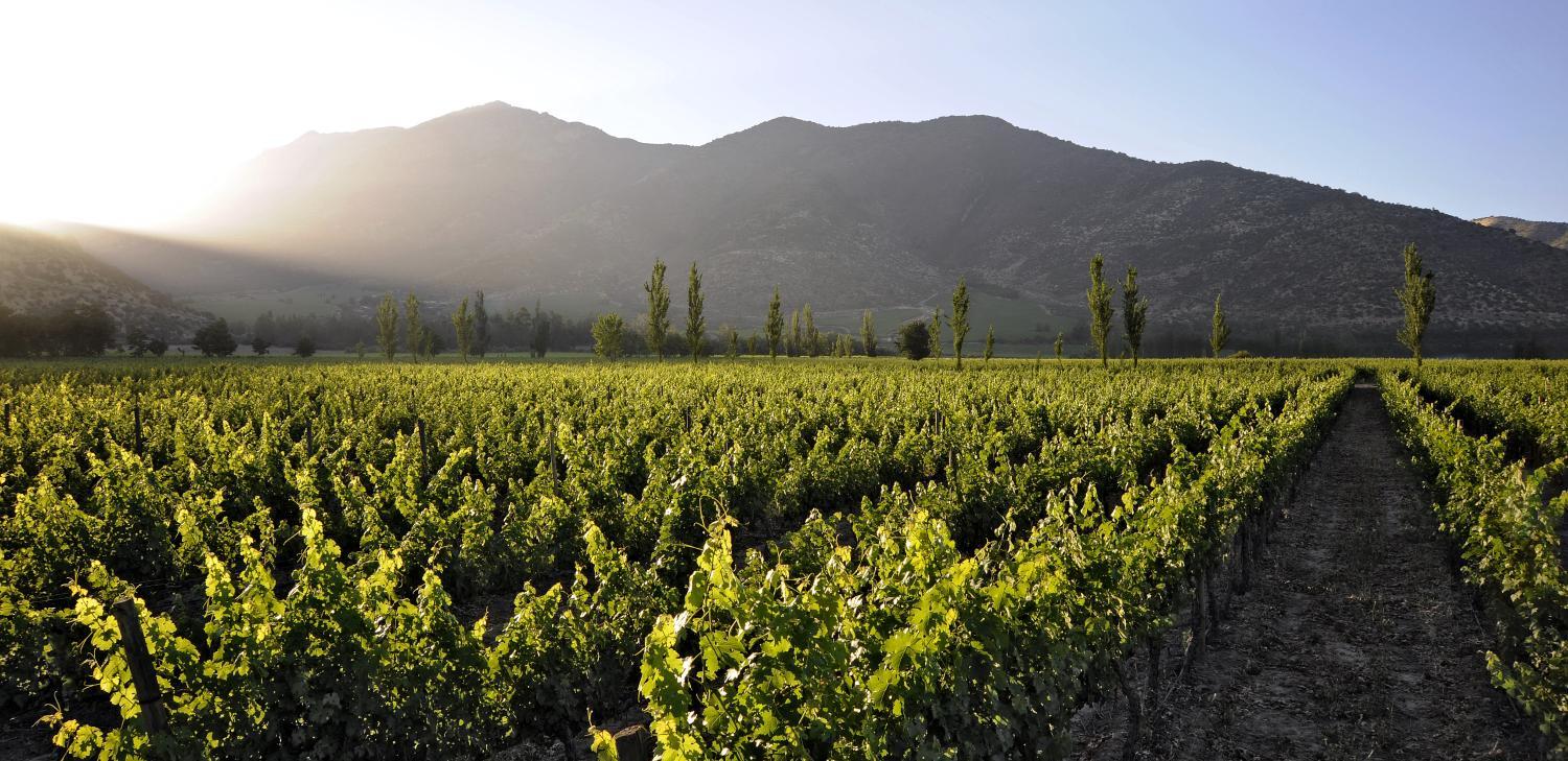 Winery Hotel - Hotel Casa Real - Viña Santa Rita4