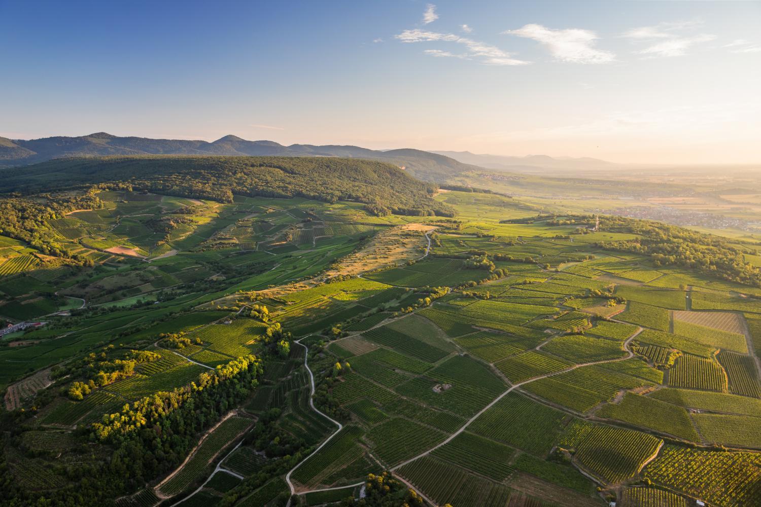 Winery Hotel - Hôtel du Bollenberg1