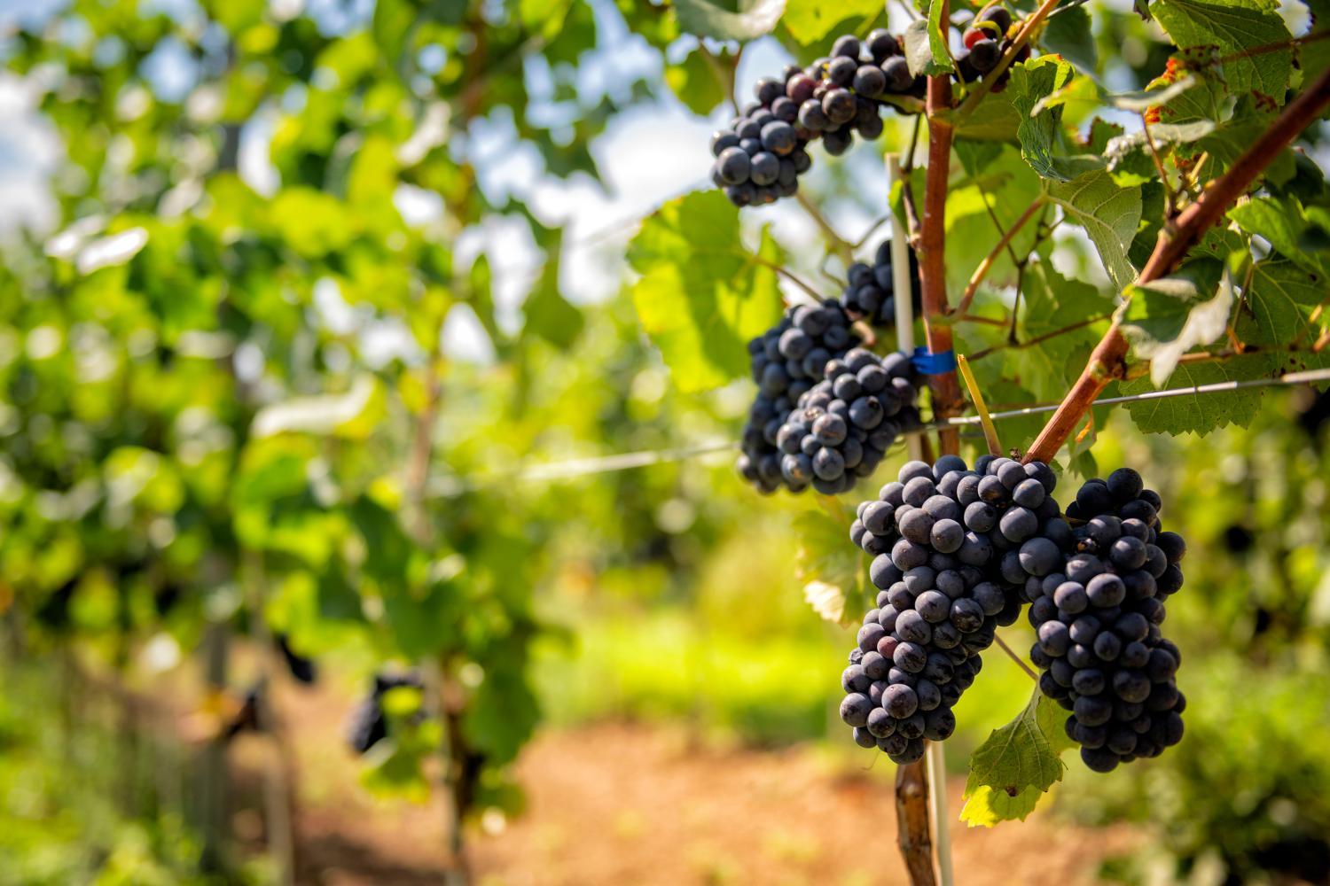 Winery Hotel - Hotel Niemcza Wino & Spa3