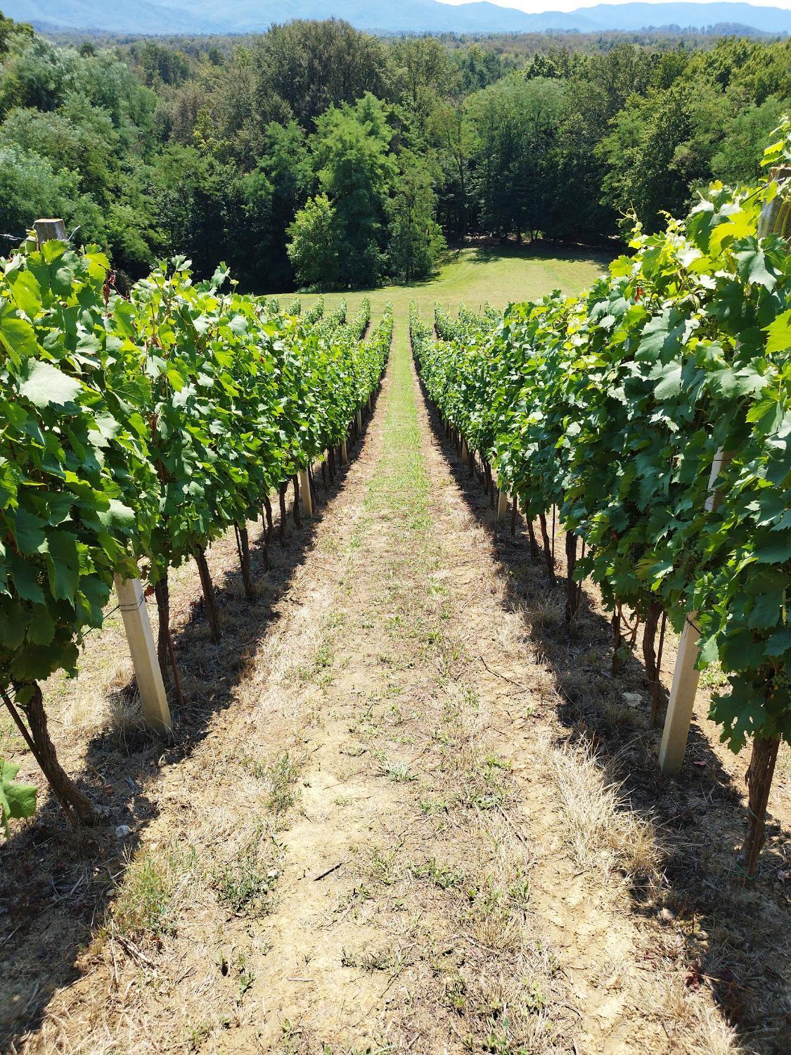 Winery Hotel - Kuća za odmor Sunce3