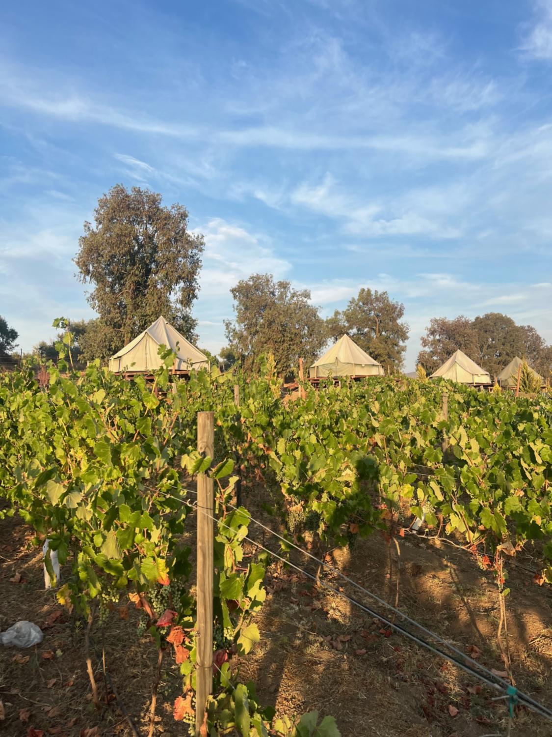 Winery Hotel - Lago Valle Wine Glamping2