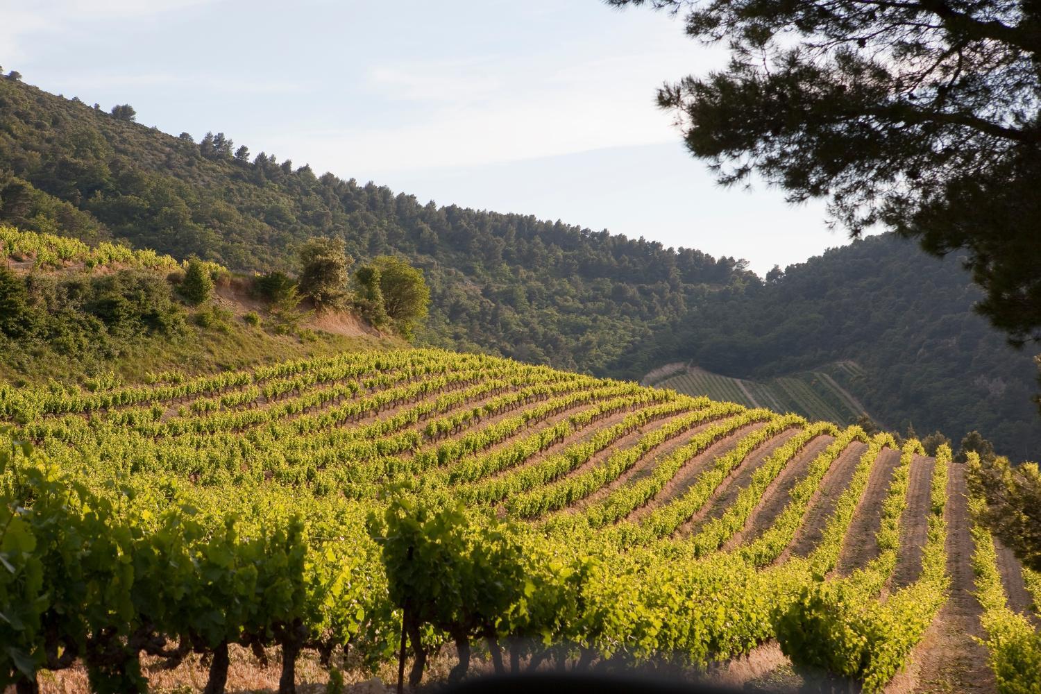 Hotel with winery - Les Florets