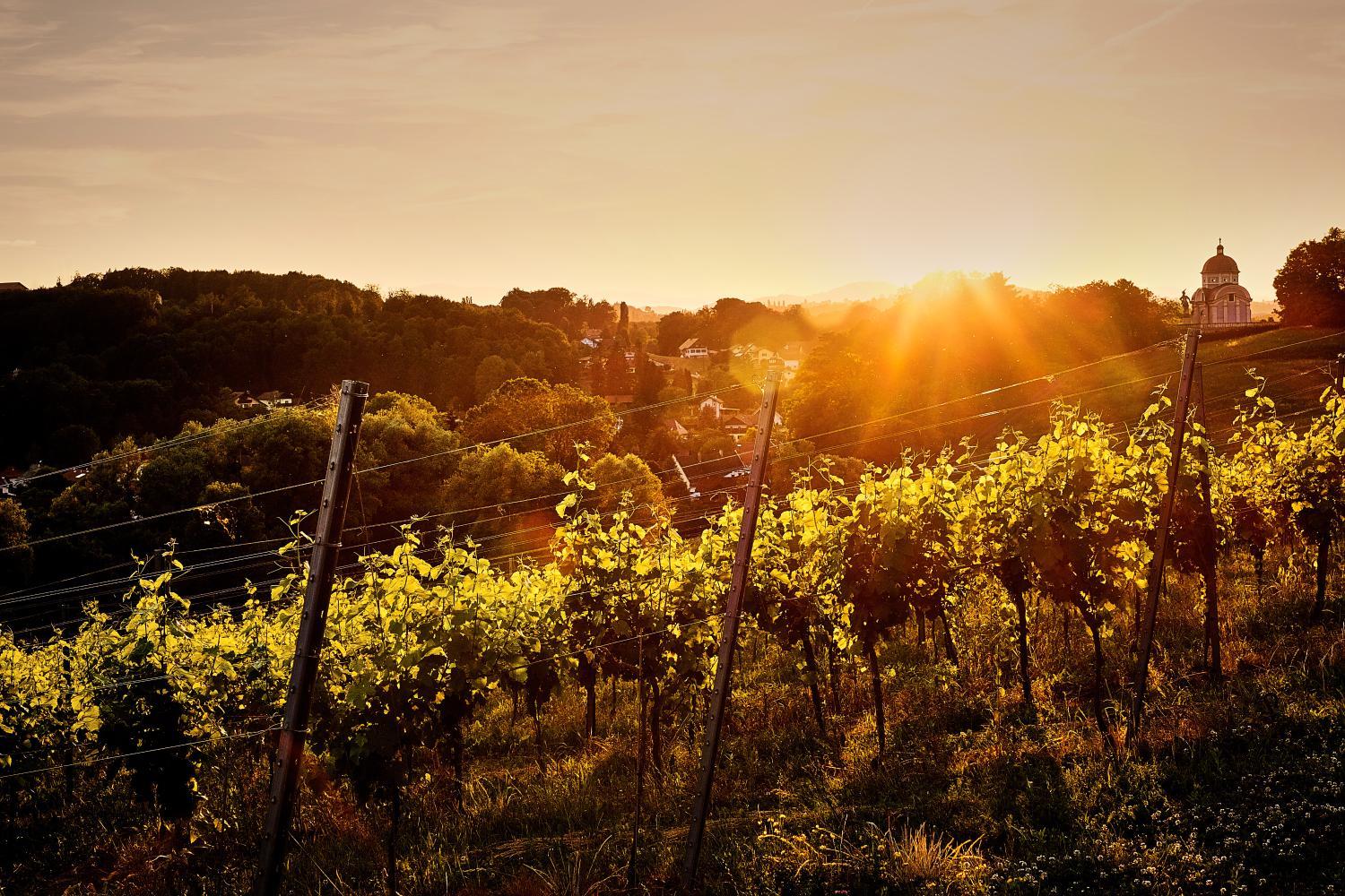 Winery Hotel - LOISIUM Wine & Spa Hotel Südsteiermark3