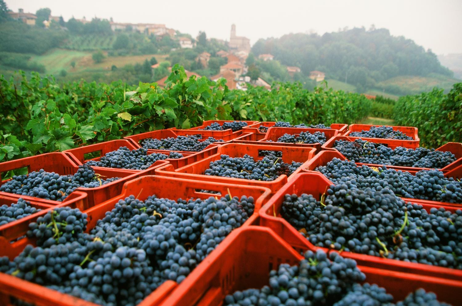 Marchesi Alfieri - Cantine e Ospitalità photo 4