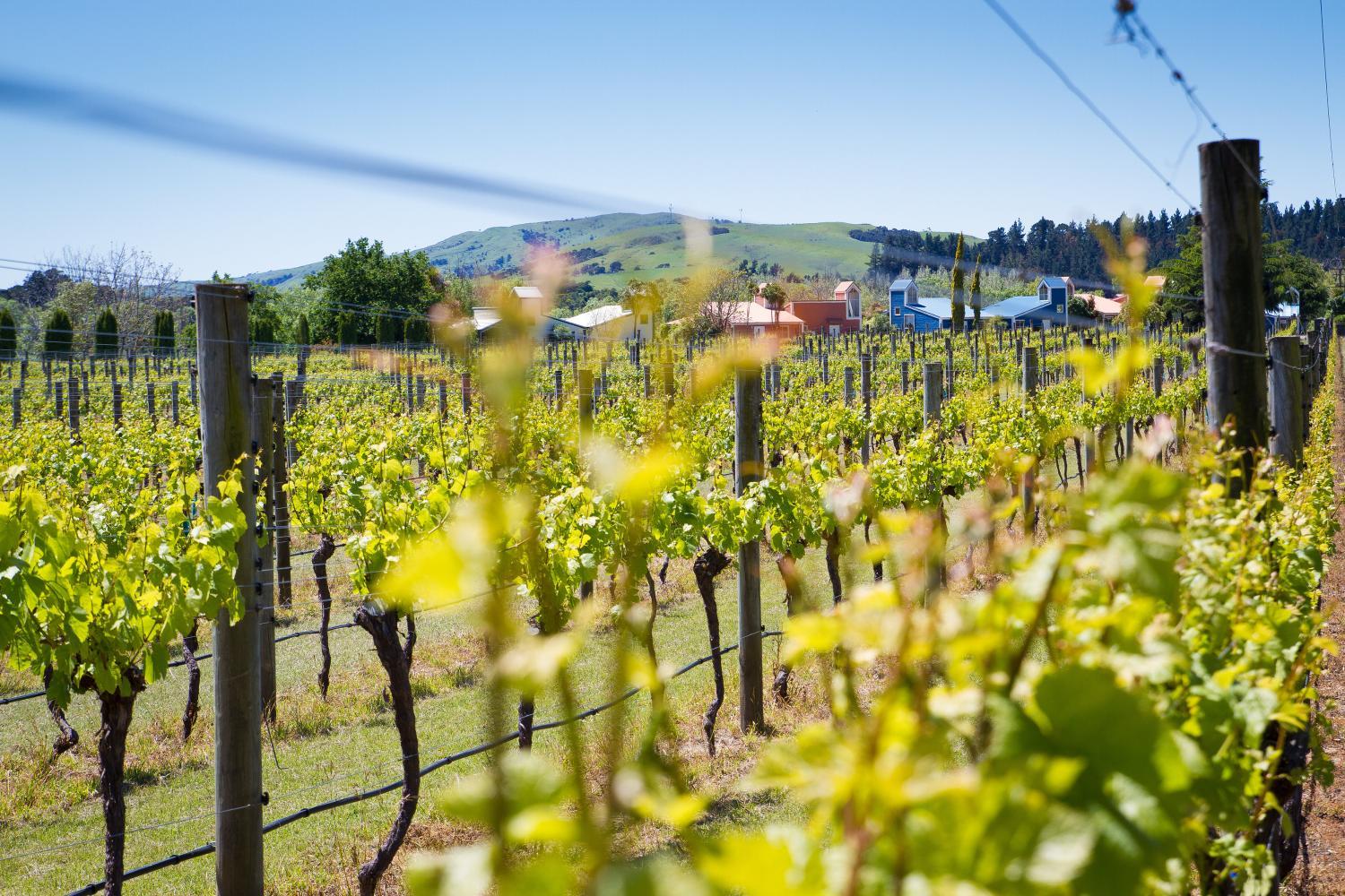 Margrain Vineyard Villas photo 1