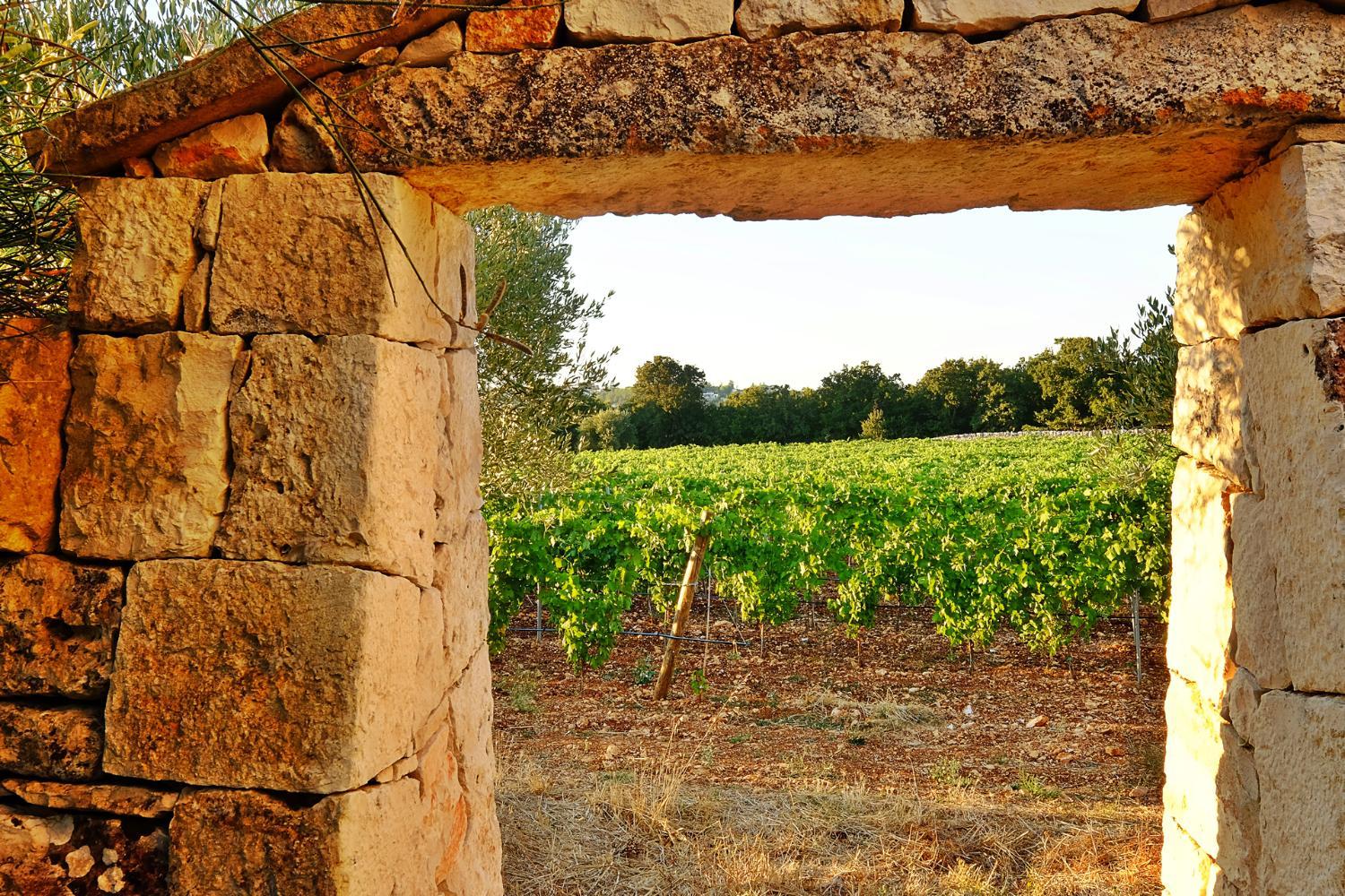 Masseria Trulli e Vigne photo 3
