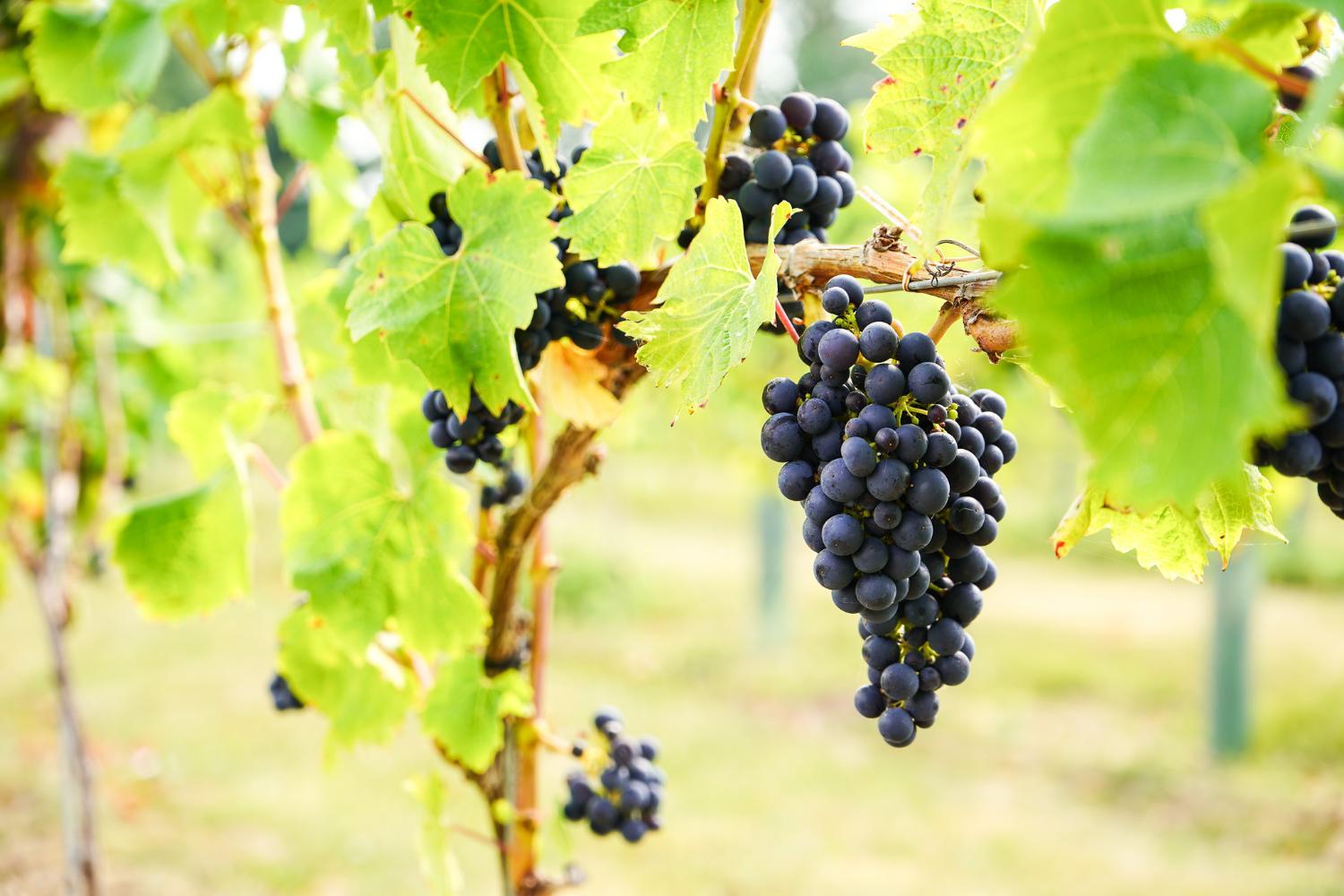 Winery Hotel - Mersea Island Vineyard2