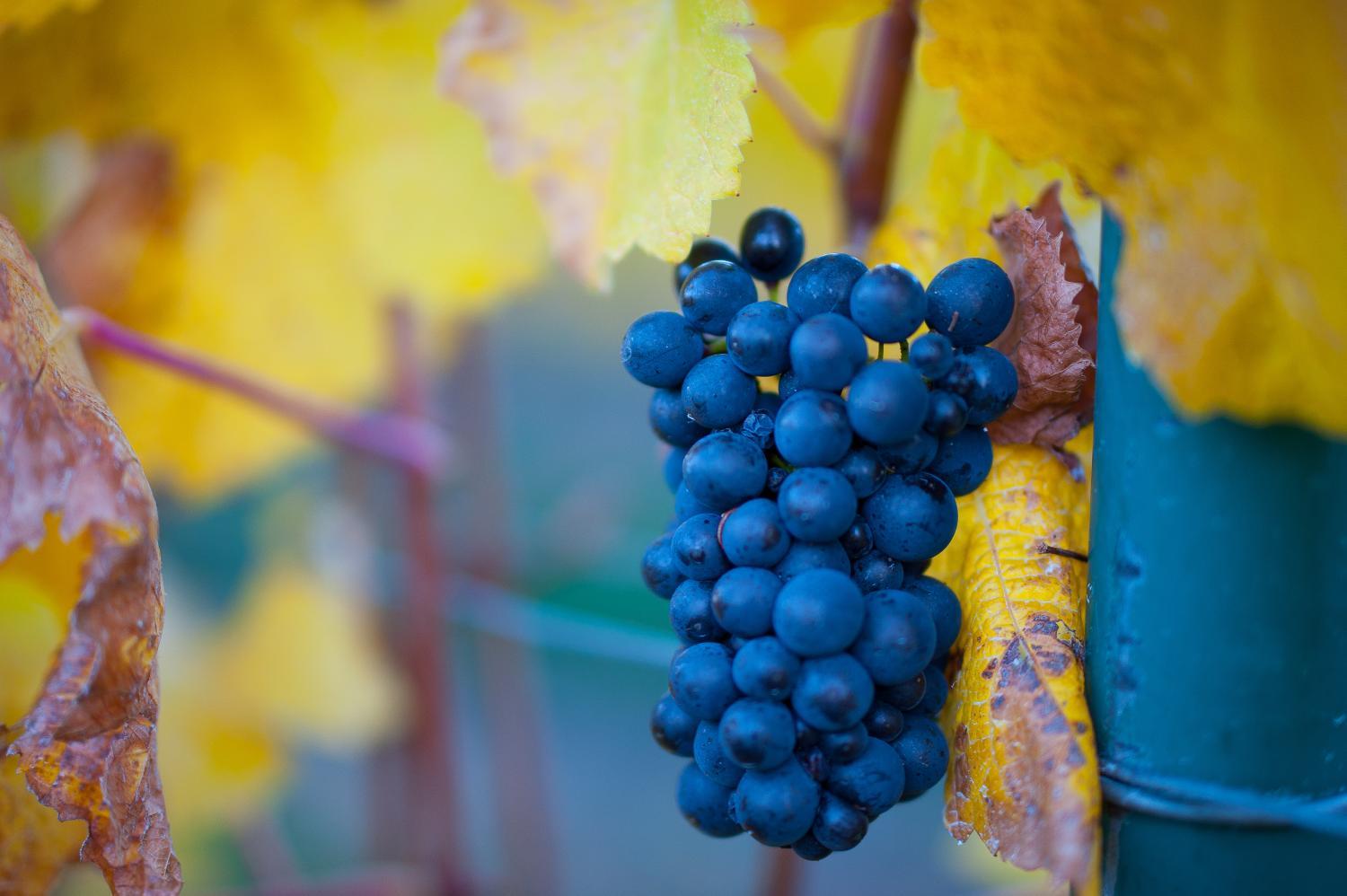 Winery Hotel - Mt Michael Lodge4