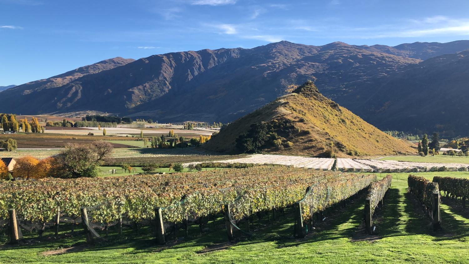 Mt Rosa Lodge Boutique Vineyard Accommodation photo 2